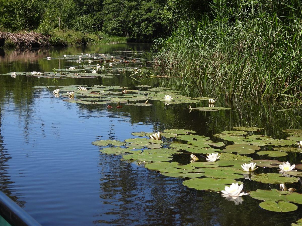 Unteres Recknitztal zu Wasser und zu Land