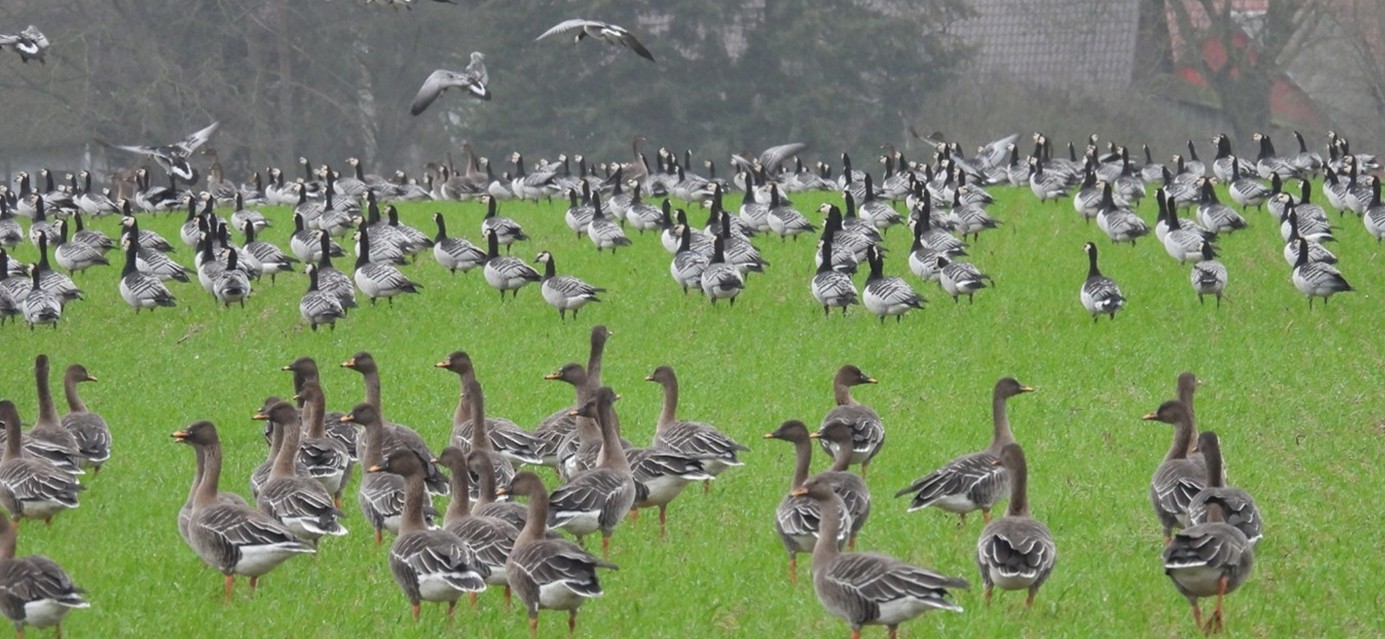 Erfassung von Rastvogelarten